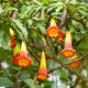 Durman krvavý - Brugmansia sanguinea - semena durmanu - 7 ks