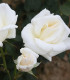 Růže keřové velkokvěté Mount Shasta - prostokořenné sazenice růží