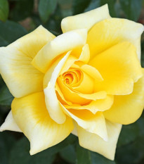 Růže keřové velkokvěté King Ransom - prostokořenné sazenice růží