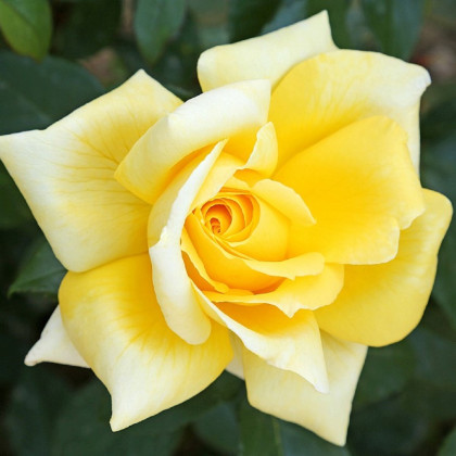 Růže keřové velkokvěté King Ransom - prostokořenné sazenice růží