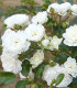 Růže keřová - půdokryvná The white fairy - prostokořenné sazenice růží