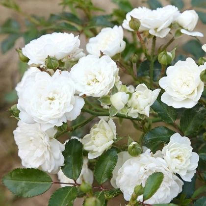 Růže keřová - půdokryvná The white fairy - prostokořenné sazenice růží