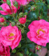 Růže keřová půdokryvná Meintraum - prostokořenné sazenice růží