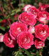 Růže mnohokvětá Schöne Koblenzerin - Kordes - Marie Rottrová - prostokořenné sazenice růží