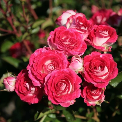 Růže mnohokvětá Schöne Koblenzerin - Kordes - Marie Rottrová - prostokořenné sazenice růží