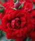 Růže keřová pnoucí Amadeus - Kordes - prostokořenné sazenice růží
