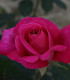 Růže velkokvětá keřová Pink Peace - prostokořenné sazenice růží