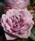 Růže velkokvětá Novalis - prostokořenné sazenice růží