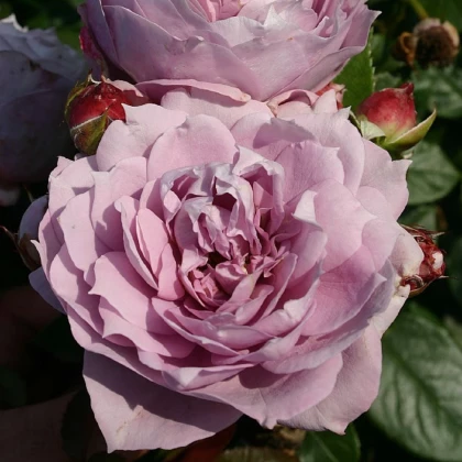 Růže velkokvětá Novalis - prostokořenné sazenice růží