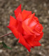 Růže velkokvětá červená - Lidka - prostokořenné sazenice růží