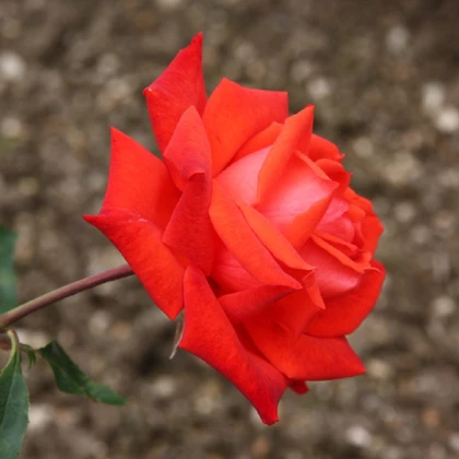 Růže velkokvětá červená - Lidka - prostokořenné sazenice růží