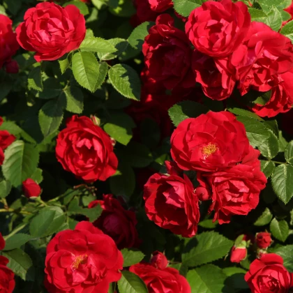 Růže keřová pnoucí Amadeus - Kordes - prostokořenné sazenice růží