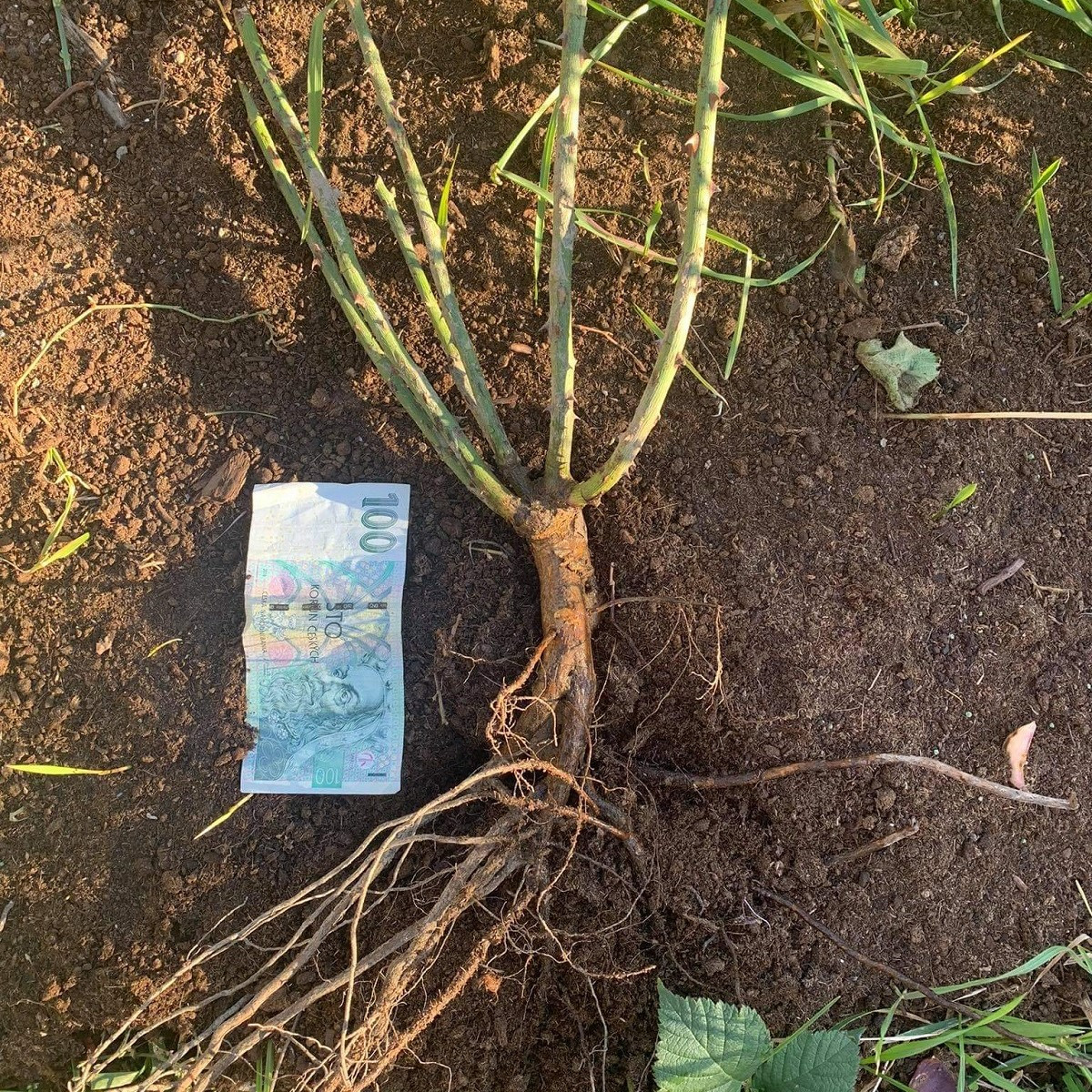 Růže The white fairy - sazenice