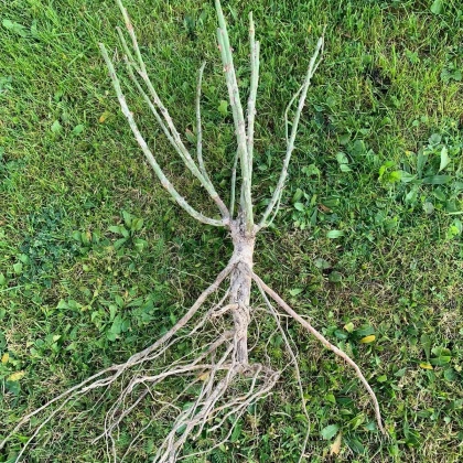 Růže Schöne Koblenzerin - sazenice