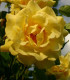 Růže keřová pnoucí Golden Gate - Kordes - prostokořenné sazenice růží - 1 ks