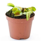 Semena masožravých rostlin