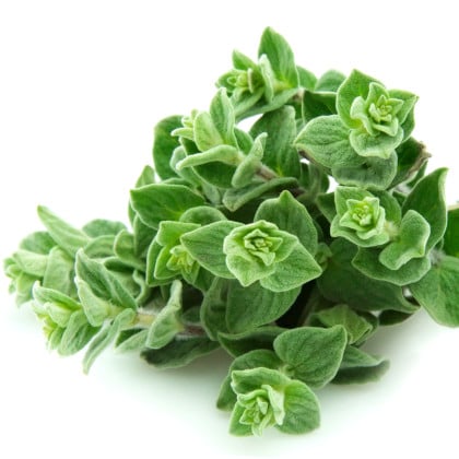 Dobromysl Oregano