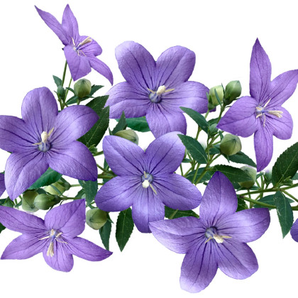 Zvonek