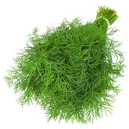 Kopr