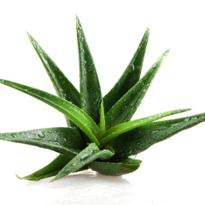Aloe