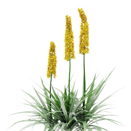 Liliochvostec