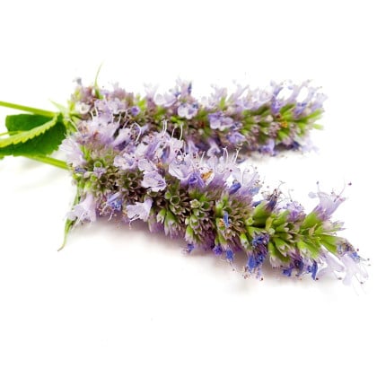 Agastache - trvalky