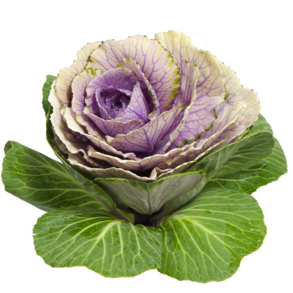 Okrasné zelí - letničky