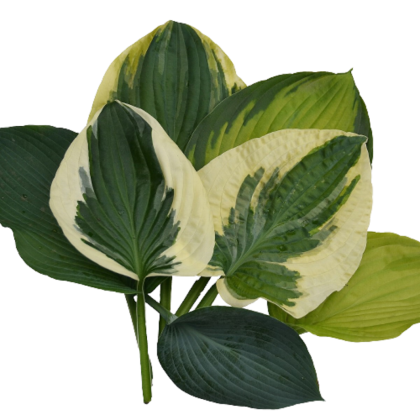 Hosta - Funkie