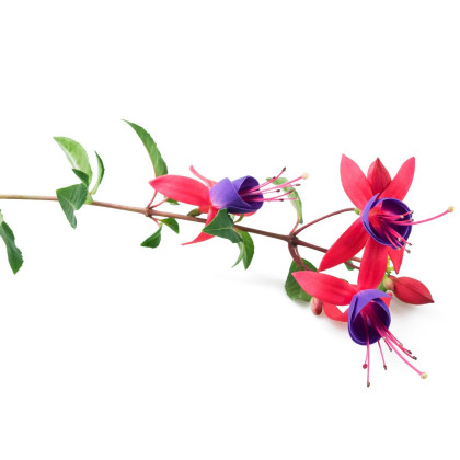 Fuchsie