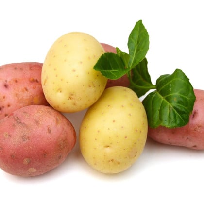 Sadbové brambory