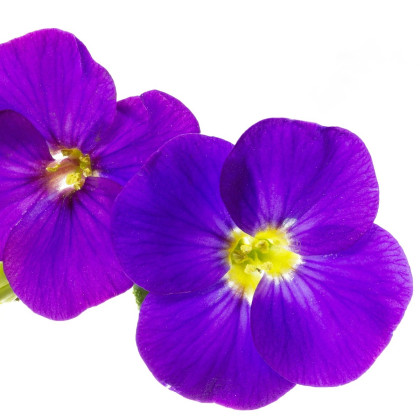Tařička