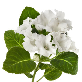 Gloxínie