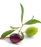 Olivovník - semena