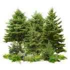 Semena stromů a keřů