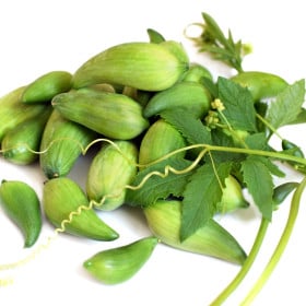 Ačokča