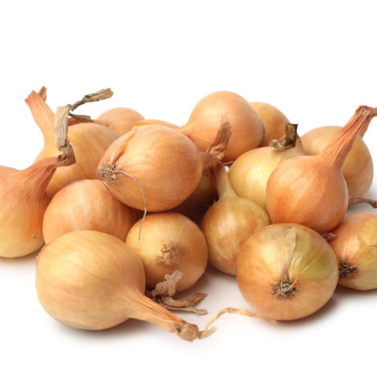 BIO Cibule