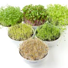 Semena ke klíčení