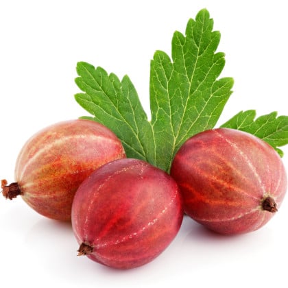 Angrešt