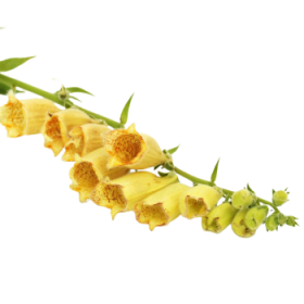 Náprstník