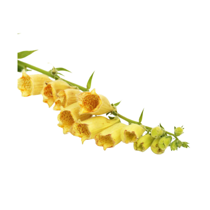 Náprstník
