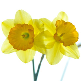 Narcisy