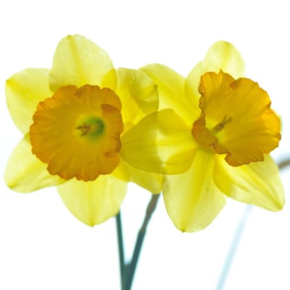 Narcisy