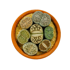 Lithops