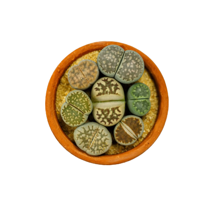 Lithops
