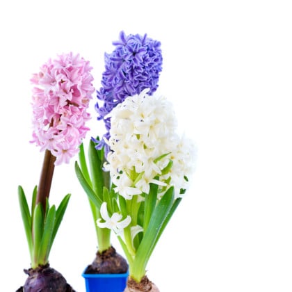 Hyacinty
