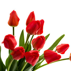 Tulipány