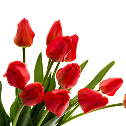 Tulipány