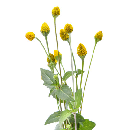 Plamatka
