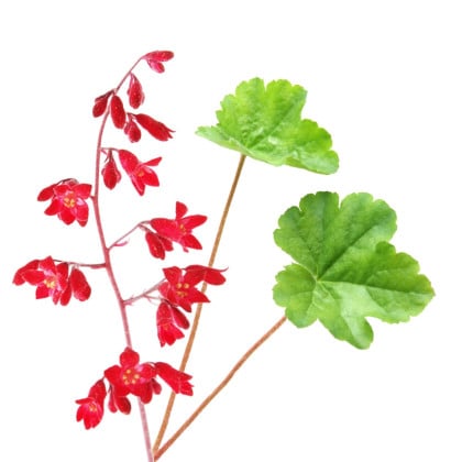 Dlužicha