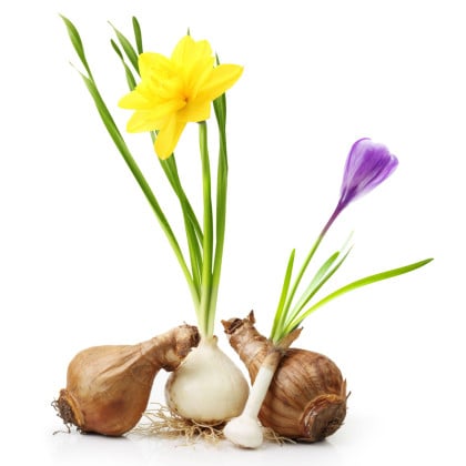 Směsi cibulovin